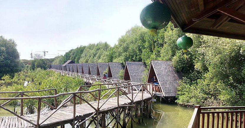 jakarta mangrove forest