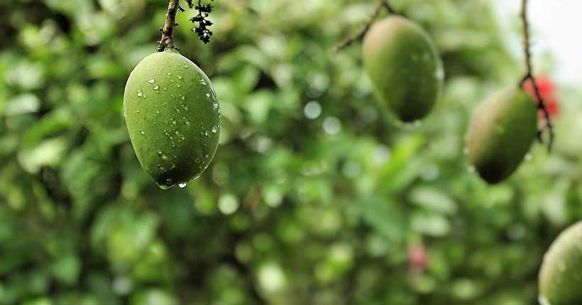 mango-garden-adarbepari