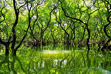 Ratargul Swamp Forest (রাতারগুল সোয়াম্প ফরেস্ট)