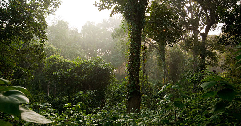 Rema Kalenga Forest, Hobiganj (রেমা-কালেঙ্গা অভয়ারণ্য)