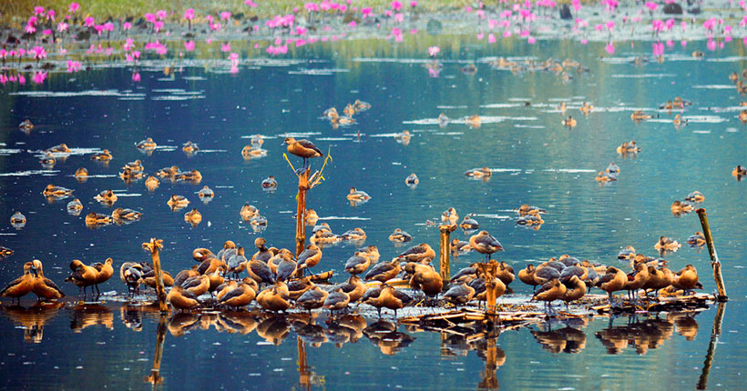 jahangirnagar-university-migratoty-birds-01