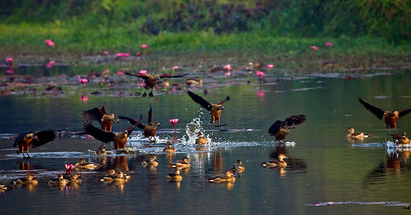jahangirnagar-university-migratoty-birds-03