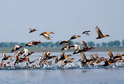 tanguar haor