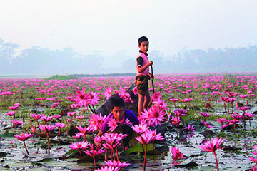 Water Lily Flower, Satla, Barisal (শাপলা গ্রাম, সাতলা)