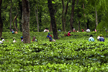 Lakkatura Tea Garden, SYlhet (লাক্কাতুরা চা বাগান, সিলেট)