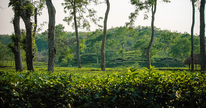 lakkatura-tea-garden-sylhet