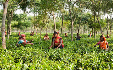Tetulia Tea Garden, Panchagarh (তেতুলিয়া চা বাগান, পঞ্চগড়)