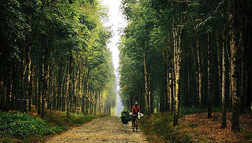 Madhupur Rubber Forest, Tangail (মধুপুরের রাবার বাগান, টাঙ্গাইল)