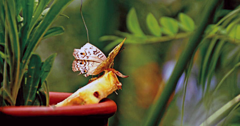 butterfly-garden-jahangirnagar-university-01
