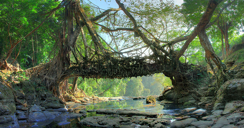 mawlynnong-living-root-bridge