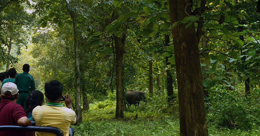 Elephant at Gorumara Forest Jungle Safari