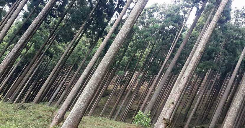 lamahatta pine forest