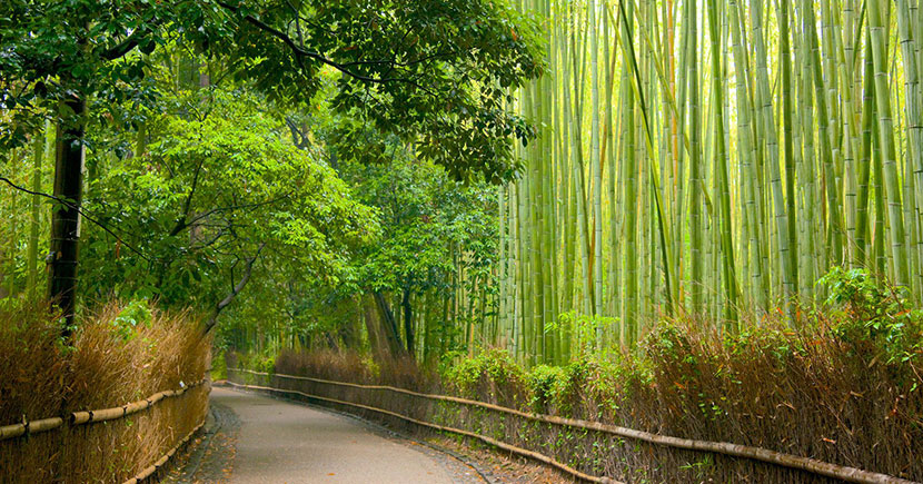 sagano-bamboo-forest-01