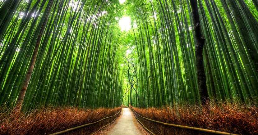 sagano-bamboo-forest-02