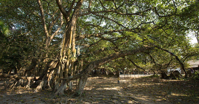 banyan-tree-jhenaidah