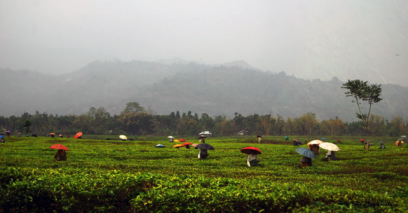samsing-tea-garden