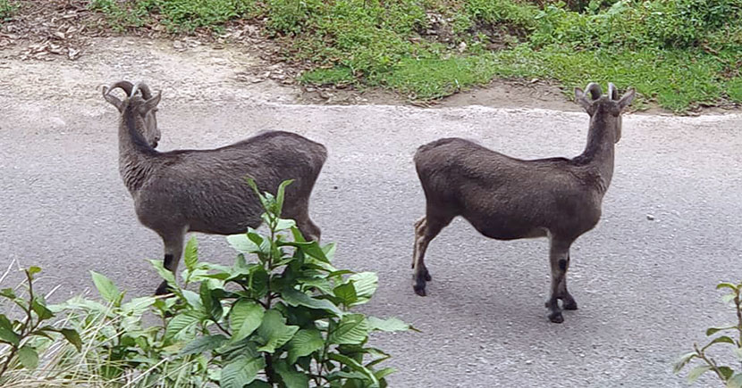 Look who's coming! (āύā§āϞāĻāĻŋāϰāĻŋ āĻĨāϰ)