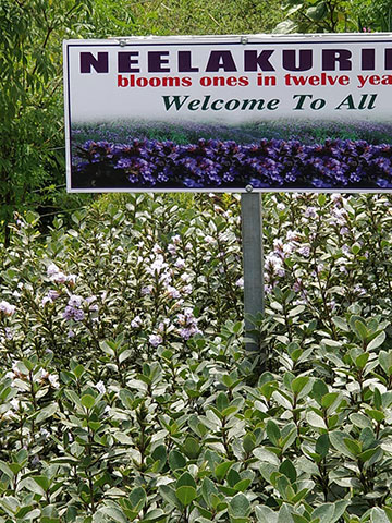 āύā§āϞāĻžāĻā§āϰā§āĻā§āĻā§ at Carmelgiri Botanical Park, Munnar