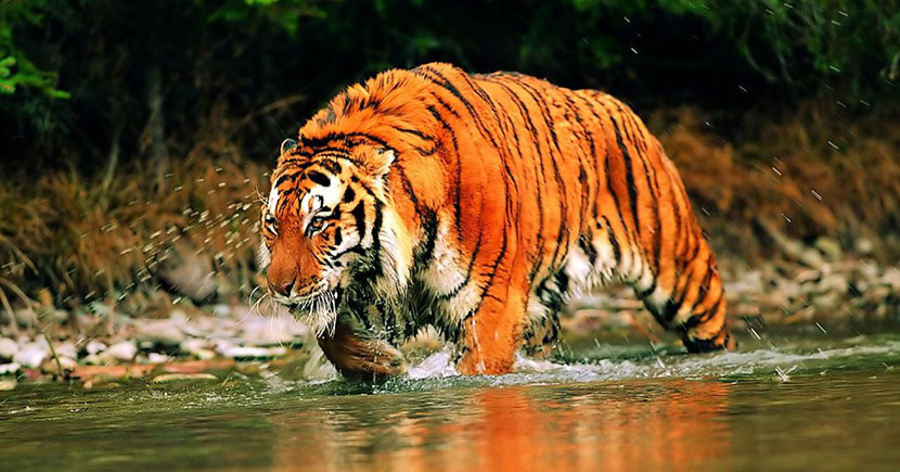sunderbans-tiger
