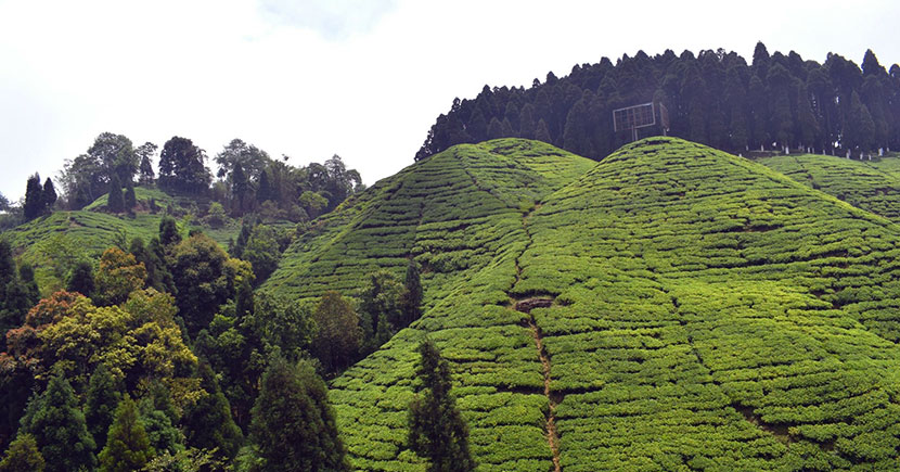 Thubro Tea Estate, near Mirik, Darjeeling Hills